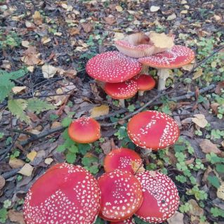 Семья мухоморов