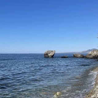 Морская черепаха