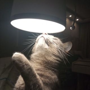 Кото-грация