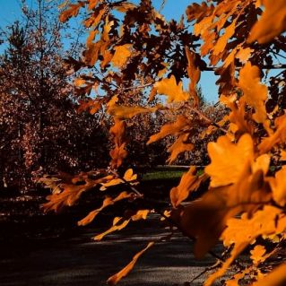 "Осеннее настроение"