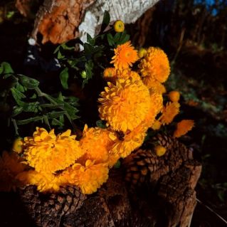 "Когда цветут хризантемы"