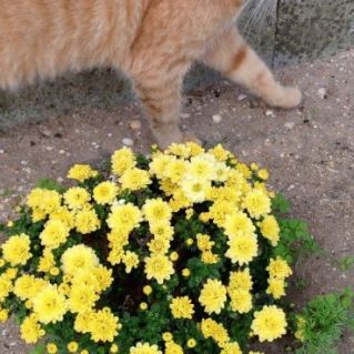 Любитель осенних цветов