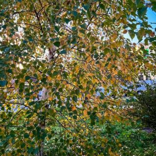 Мелодия осени