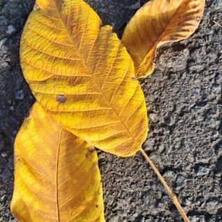 Танец листьев