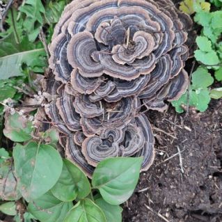 Гриб - трутовик разноцветный