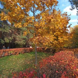 Осень в парке