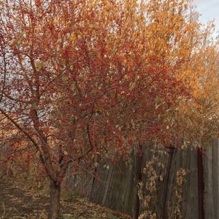 "След Жар-птицы"