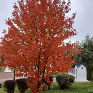 Краски осени