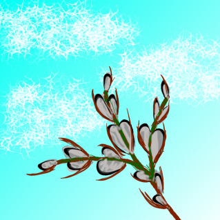 Веточка вербы