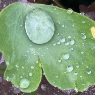 "Осеннее чудо"