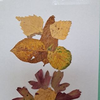 "Бабочка и цветок" (аппликация из листьев)