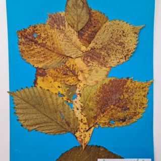 "Осеннее дерево" (аппликация из листьев)