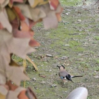 «Крылья осени, крылья мечты»
