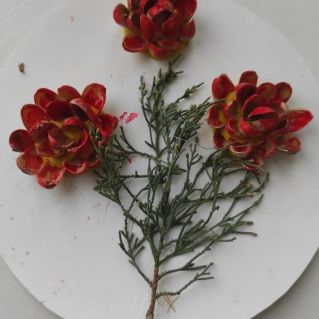 "Волшебство цветов"