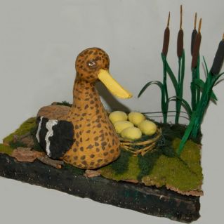 утка Чирок-клокотун