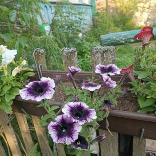 Авторская фотография Весна у моего дома