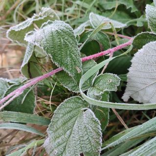 Первый мороз