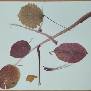 Осень. Ветка.