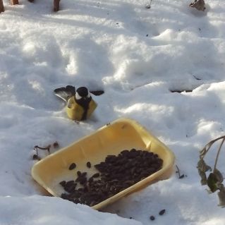 "Синичкин день"
