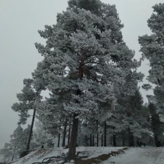 "Морозное очарование"