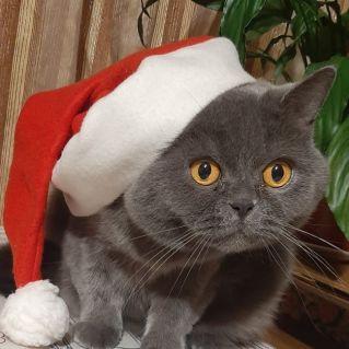 В ожидании новогоднего вискаса