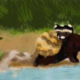 Степной хорек