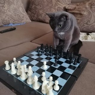 Фотография "Мой любимый кот Дымок"