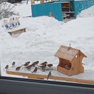 "Птичья столовая"