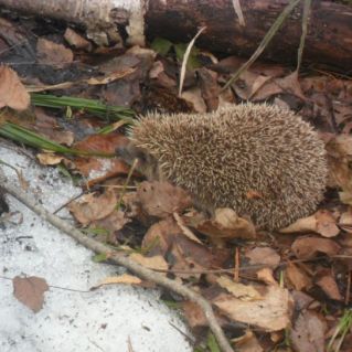 Привет! Я проснулся.