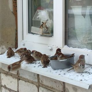 "У кормушки"