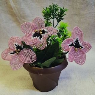 Анютины глазки