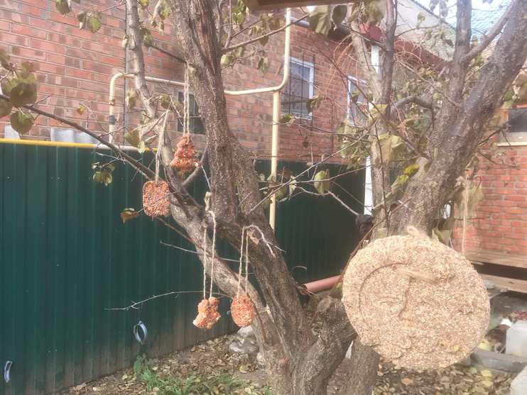 Экокормушки,изготовленные вместе с родителями