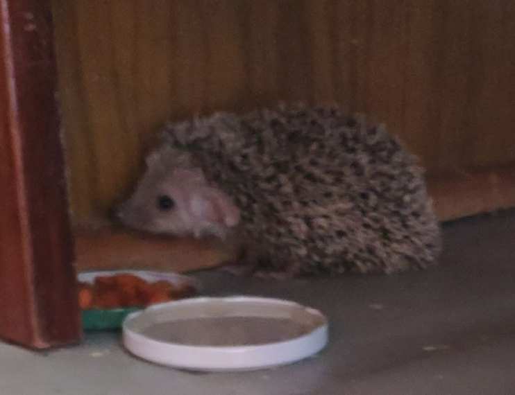 Новый питомец