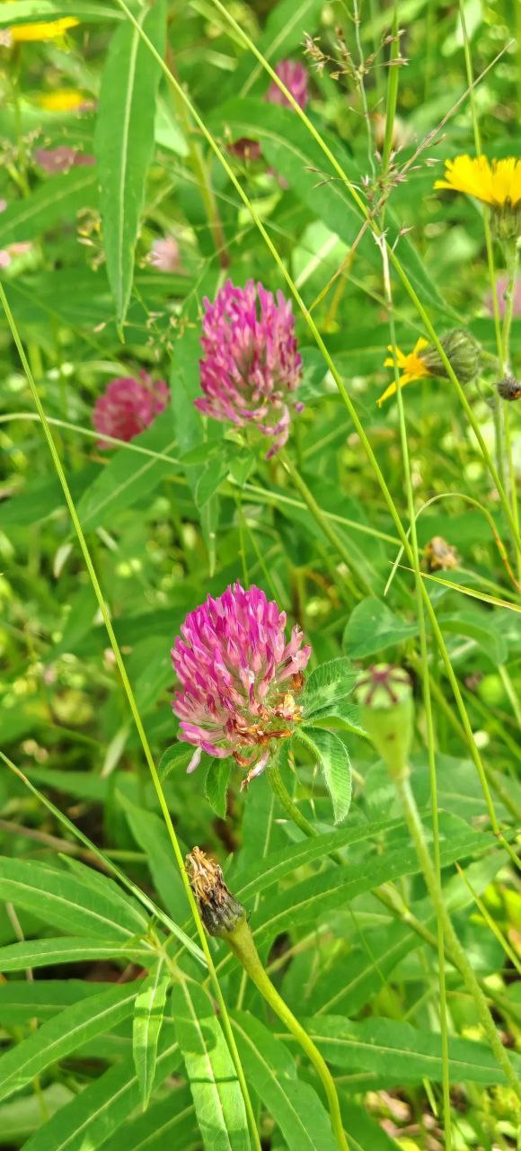 Клевер луговой